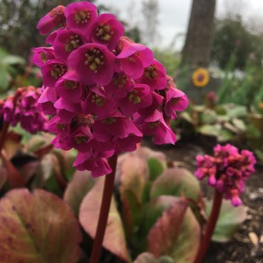 Elephant's Ears (Bergenia)