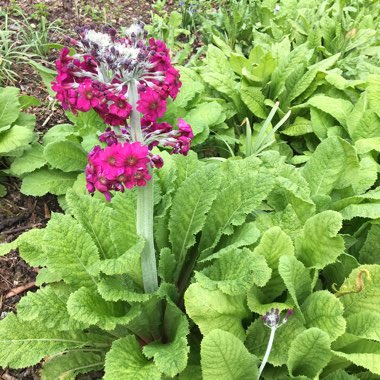 Primula