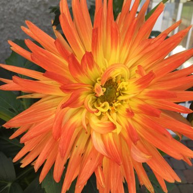 Dahlia 'Cafe au Lait' (Decorative)