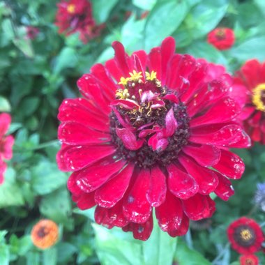 Amanda's garden