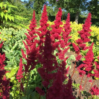 Amanda's garden