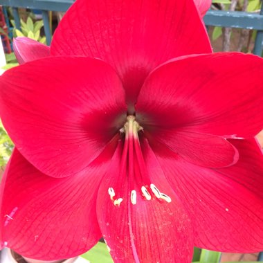 Hippeastrum