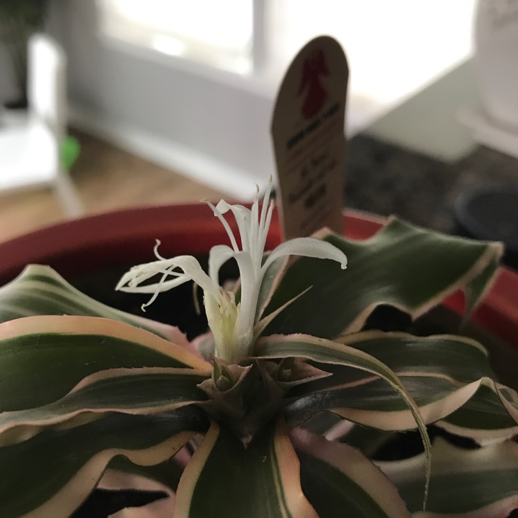 Plant image Cryptanthus Bivittatus