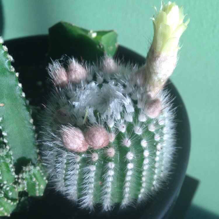 plant image 387521