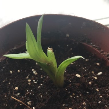 Lace Aloe