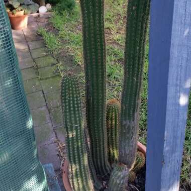 Deb's garden