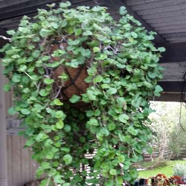 Deb's garden