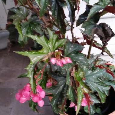 Begonia coccinea