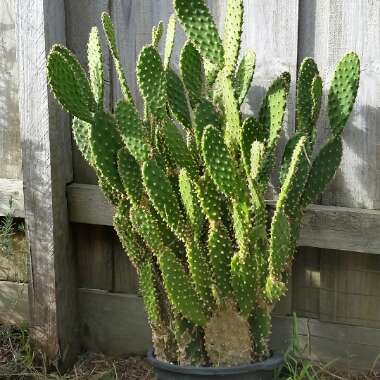 Bunny Ears Cactus