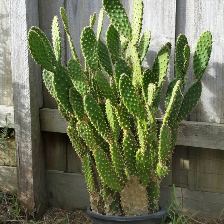 plant image 465941