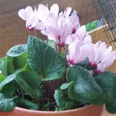 Cyclamen 'Halios Pure White' (Halios Series)