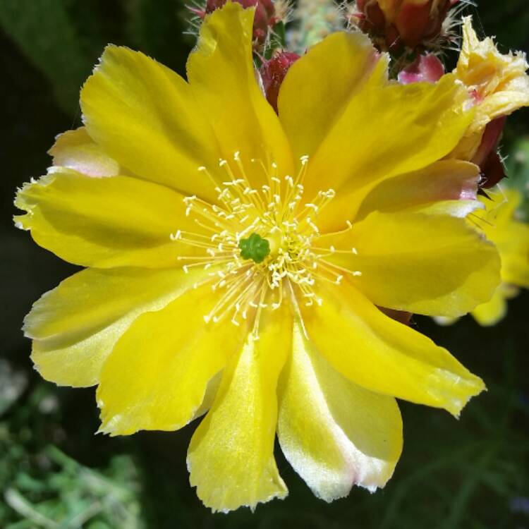 Plant image Rosa 'Gold Bunny'