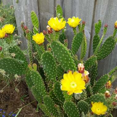 Bunny Ears Cactus