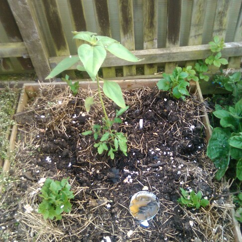 plant image 112483