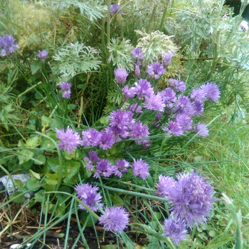 Plant image Allium schoenoprasum