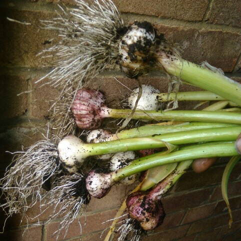 plant image 141583