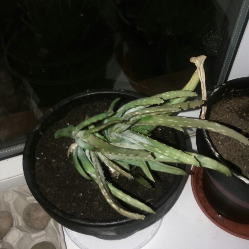 plant image 21883