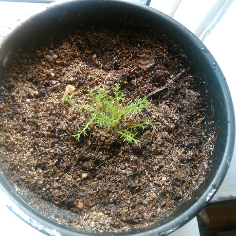 plant image 21903