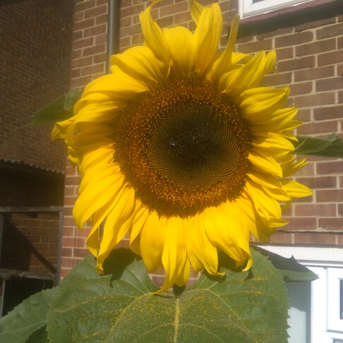 plant image 219604