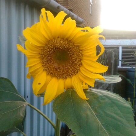 plant image 222974