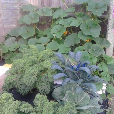 Plant image Brassica oleracea (Acephala Group)