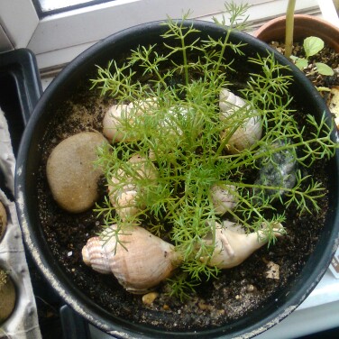 Chamaemelum nobile