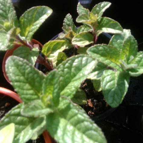 Plant image Mentha 'Berries and Cream'