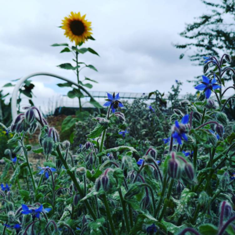plant image 842709