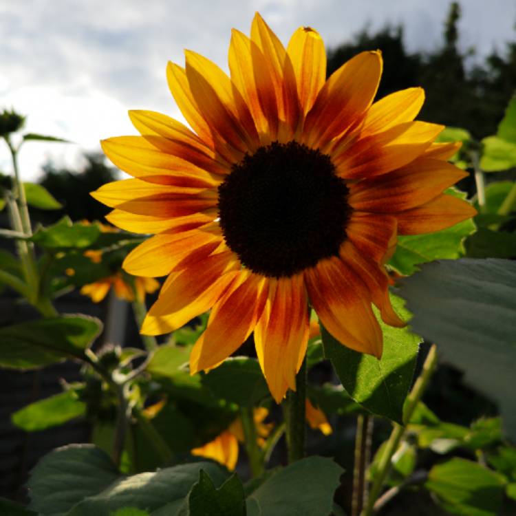 Helianthus annuus 'Autumn Beauty', Autumn Beauty - uploaded by @greeny909