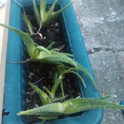Plant image Aloe