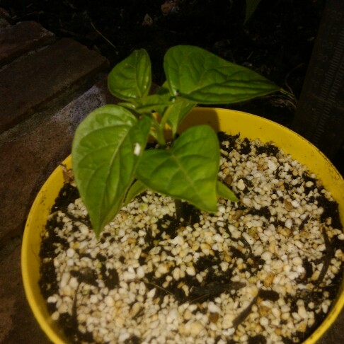 Plant image Capsicum Chinense 'Habanero'