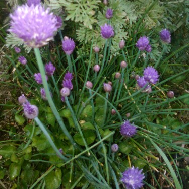 plant image 95004
