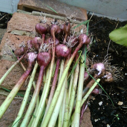 Allium sativum