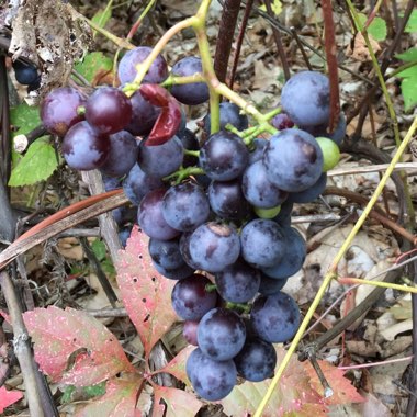 Grape Vine 'Concord'
