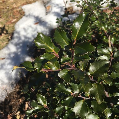 Cori's garden
