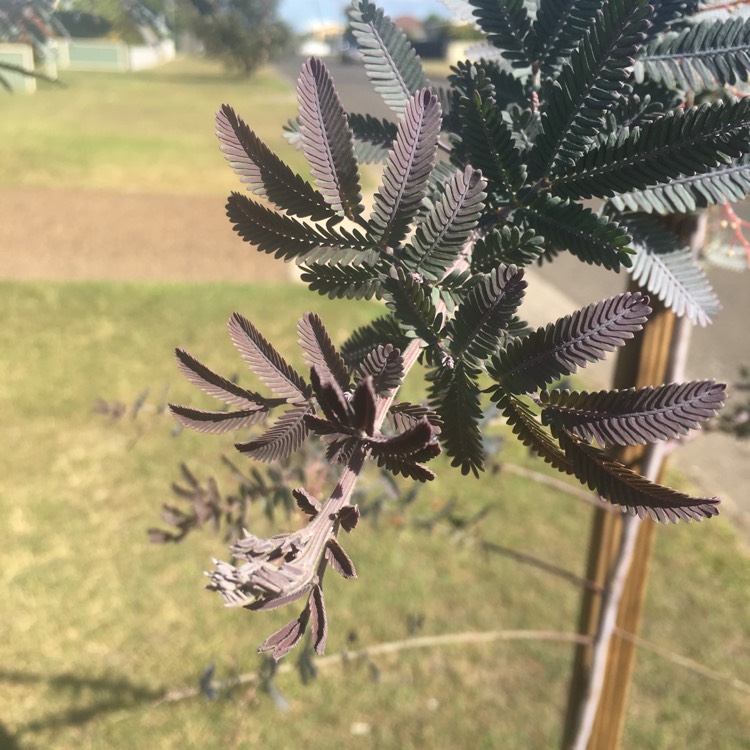 Plant image Acacia baileyana