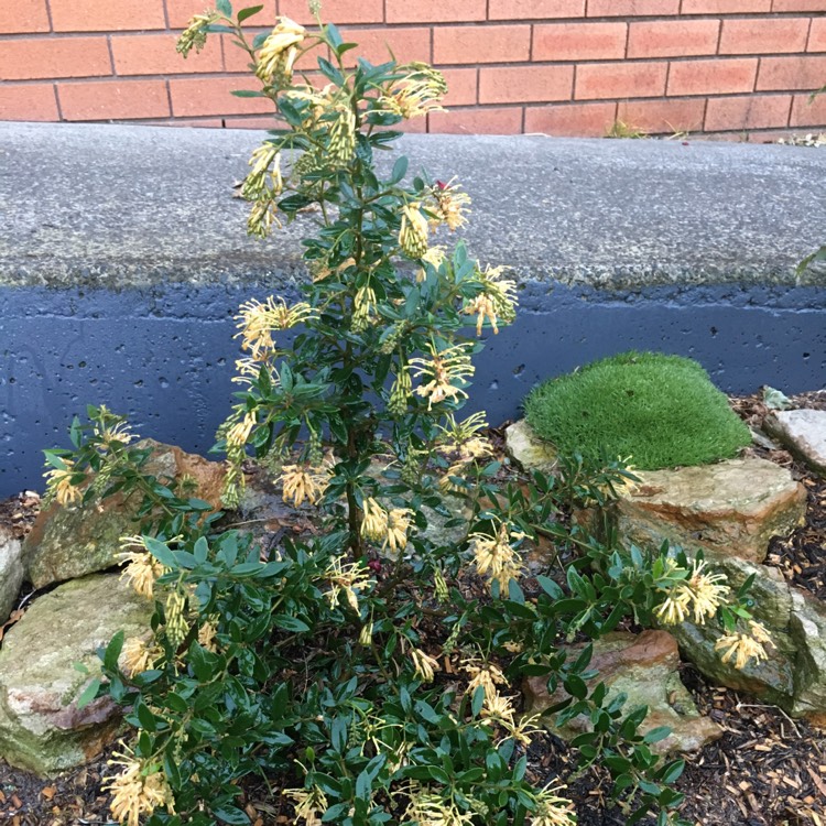 plant image 811711