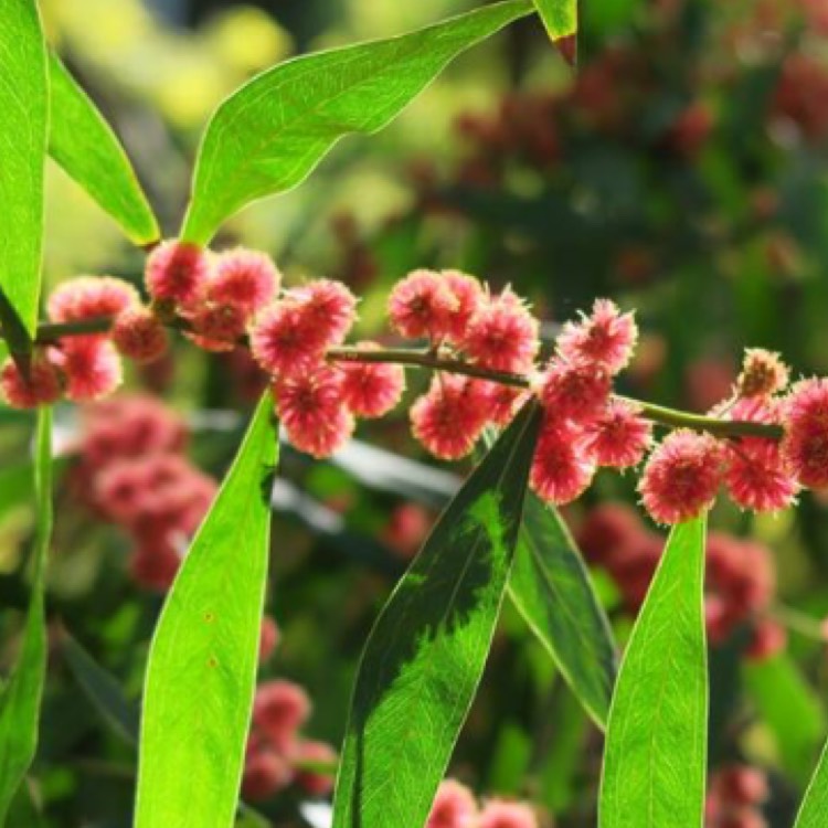 Plant image Acacia leprosa 'Scarlet Blaze'