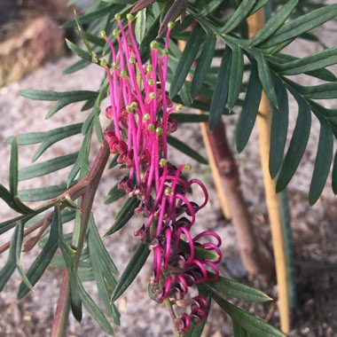 Grevillea 'Burgundy Blaze'