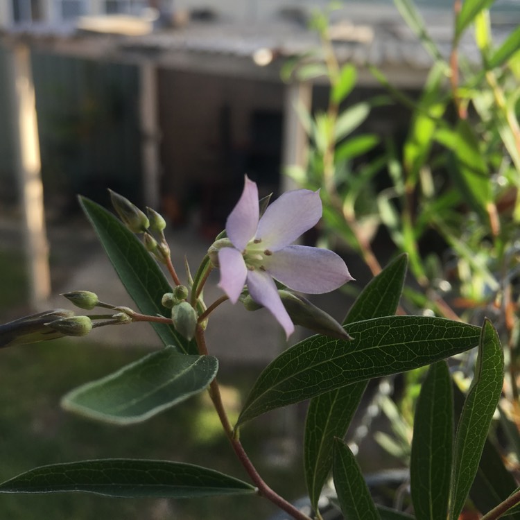 plant image 882039