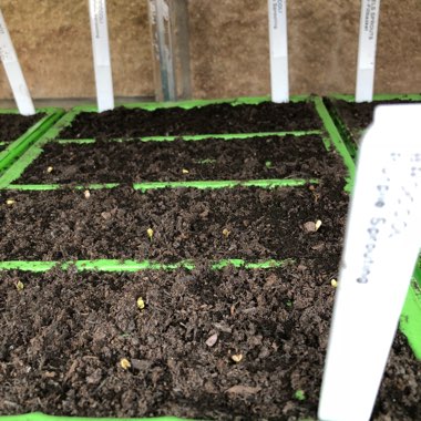 Broccoli 'Purple Sprouting'