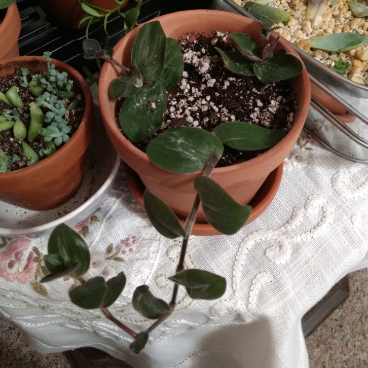 Plant image Tradescantia chrysophylla 'Baby Bunny Bellies'
