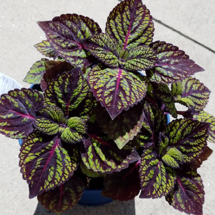 plant image 1004265