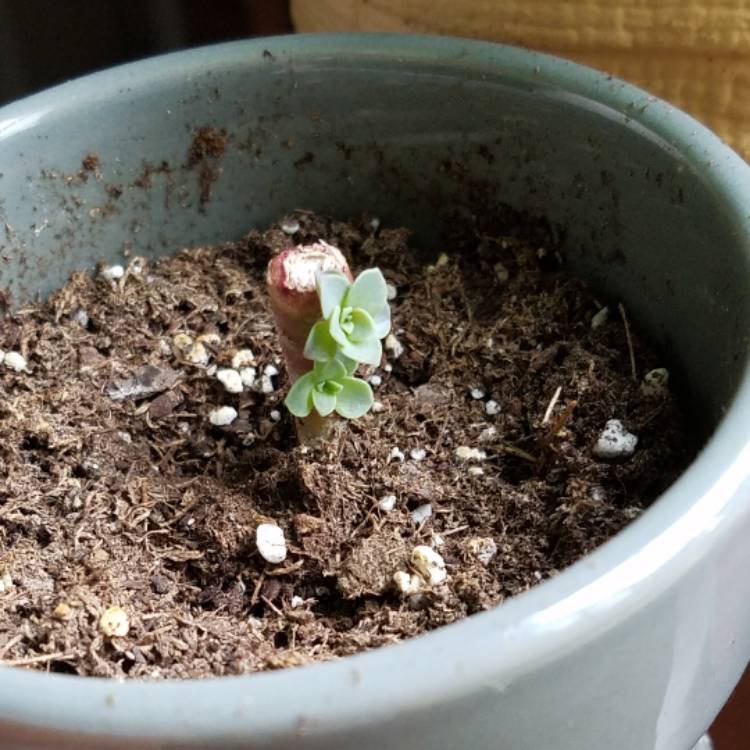 Plant image Echeveria Mensa