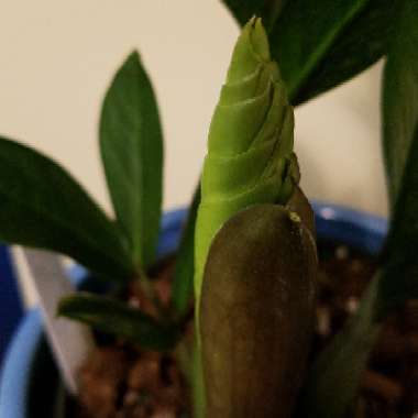 Zamioculcas zamiifolia