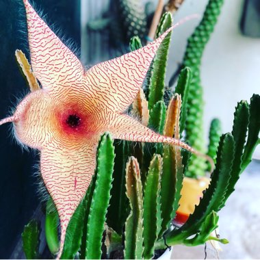 Stapelia gigantea