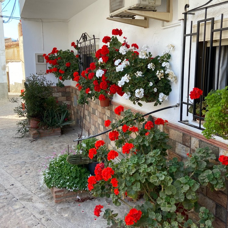 Plant image Pelargonium 'Calliope Big Red' (Calliope Big Series)