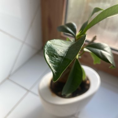 Ficus microcarpa 'Ginseng'