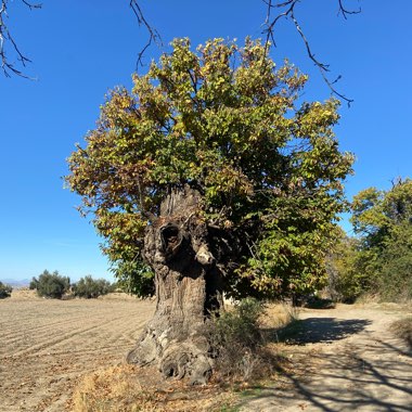 Aesculus hippocastanum