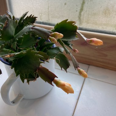 Schlumbergera truncata